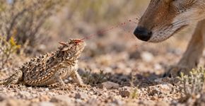 O lagarto que dispara sangue pelos olhos para afastar predadores e consegue atingir alvos a quase 1 metro de distância