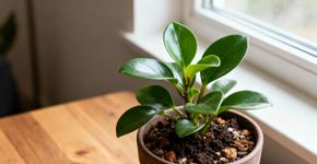 Coisas que você precisa saber se quiser cultivar plantas dentro de casa
