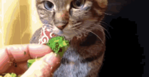 Os 11 GIFs mais fofos de animais fazendo bagunça