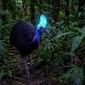 Da redação: Uma das aves mais perigosas do mundo torna-se fluorescente sob luz ultravioleta