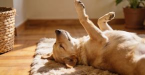 Se seu cachorro dorme assim ele confia muito em você