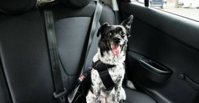 Como transportar cachorros e gatos de forma segura no carro