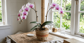 Espalhe borra de café no vaso da orquídea. Uma colher é suficiente e ela finalmente voltará a florescer