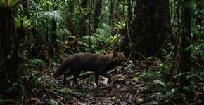 Câmera registra um dos cachorros mais misteriosos da Amazônia: veja como é o raro cão-de-orelhas-curtas