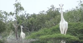 Foto: (Divulgação/Reserva Ishaqbini Hirola)