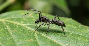 Algumas aranhas copiaram tão bem as formigas que imitam não apenas a aparência, mas até sinais químicos usados por elas