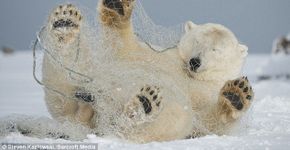Urso polar preso em rede de plástico demonstra ameaça humana ao meio ambiente