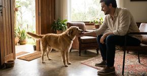 Seu cachorro lambe as mãos de visitas? Saiba o significado desse gesto