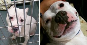Fotos mostram antes e depois de animais resgatados