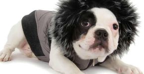 No inverno, 24 dicas para aquecer cão, gato, ave ou réptil