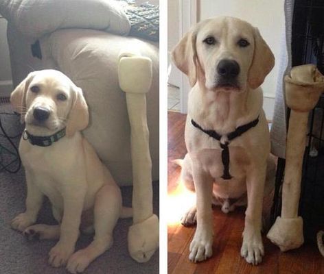 2 meses de diferença (Imagem: elgaar)