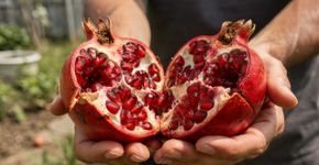Frutinha que parece um geodo de rubi, perfuma o quintal e tem o gosto de um refresco geladinho de verão