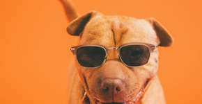 Feira para pet’s tem academia, salão de beleza e cinema em SP