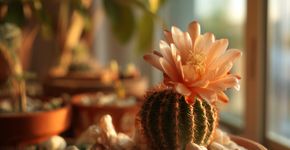 Método infalível faz cactos mais teimosos explodirem em flores coloridas e vibrantes