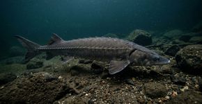 Peixe que cientistas achavam viver 150 anos pode chegar a mais de 400 anos e surpreende pesquisadores