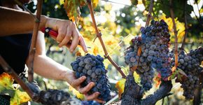 Foto: (iStock/ ItalianFoodProduction)