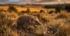 Em 1885, a Nova Zelândia soltou ouriços-europeus para acabar com pragas de jardim; 140 anos depois, eles ameaçam a fauna nativa e um só pode esvaziar uma colônia inteira de aves