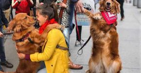 Golden distribui abraços na rua e fica famosa no Instagram