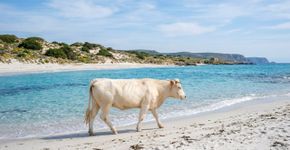A praia dos sonhos, onde nadamos ao lado de vacas