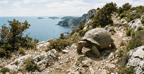 Tartarugas de 6 milhões de anos que viviam em uma ilha desaparecida no Mediterrâneo aparecem na Itália e mostram como o isolamento criou animais gigantes
