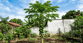 A frutífera que cresce super rápido, dá frutos em menos de um ano e ainda embeleza o jardim