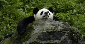 ONG chinesa cria ‘creche de pandas’