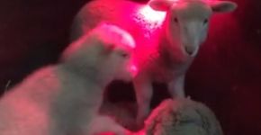 Vídeo mostra reencontro comovente de ovelha com suas filhas em santuário