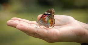 O que significa uma borboleta pousar em você segundo crenças populares?