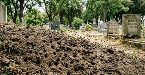 Mais de 5 milhões de abelhas foram encontradas sob um cemitério