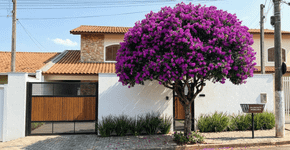A árvore esplêndida que parece uma pintura em roxo e lilás com resultado de capa de revista para perfumar sua casa
