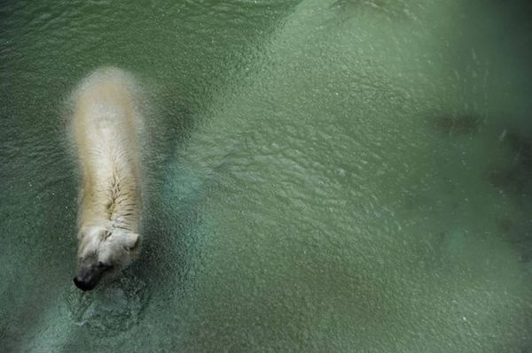 reprodução facebook Save Polar Bear Arthut