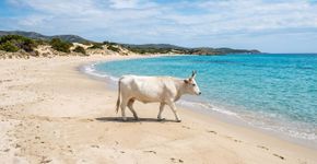 A praia que todos sonham visitar, nela você pode nadar ao lado de vacas