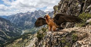 O primeiro filhote de um animal protegido nasce na natureza após 100 anos