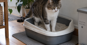Seu gato pode estar desistindo da caixa de areia por uma coisa que você muda achando que está ajudando