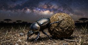Cientistas levaram besouros a um planetário e descobriram que eles usam a Via Láctea para transportar suas bolas de esterco sem perder a direção