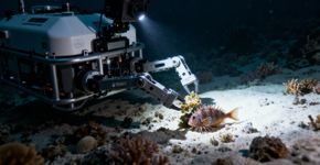 Descoberta de 14 novas espécies a mais de 6 mil metros de profundidade muda como vemos o oceano