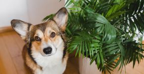 11 plantas tóxicas para manter fora do alcance de cães e gatos