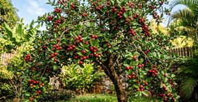A árvore que produz a fruta que lembra uma pequena maçã costuma chamar atenção quando os frutos amadurecem