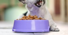 Foto: (Snizhana Galytska/istock)