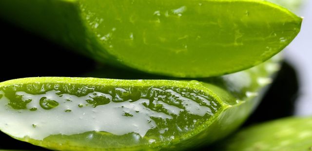 Você conhece suco de babosa? Veja como fazer
