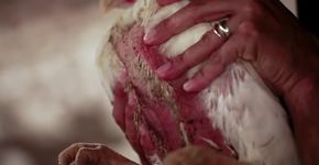Cenas fortes: dono de granja faz vídeo mostrando como vivem os frangos que comemos