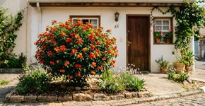Ela floresce duas vezes por ano e suas cores vibrantes iluminam qualquer jardim pequeno; bônus: os vizinhos sempre param para perguntar o nome dessa planta