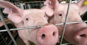 Leões explorados por circo desde filhotes são devolvidos à África