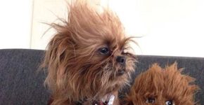 Star Wars: 7 cães vestidos como os principais personagens da saga