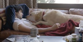 Cachorro mostra a importância de não dirigir após beber em vídeo emocionante