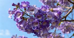 Essa árvore cresce tão rápido quanto o bambu, mas seu maior trunfo o quão rápido ela dá flores