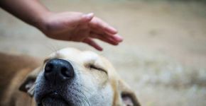 Catraca e Carrefour terão canal para combater abandono de animais