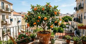 A fruta que marcou a infância dos nossos pais e podem ser cultivadas em casa
