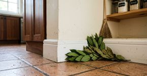 Chega de ratos e camundongos: um tempero de cozinha elimina as pragas imediatamente.