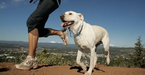 3 esportes para praticar ao lado do seu cão